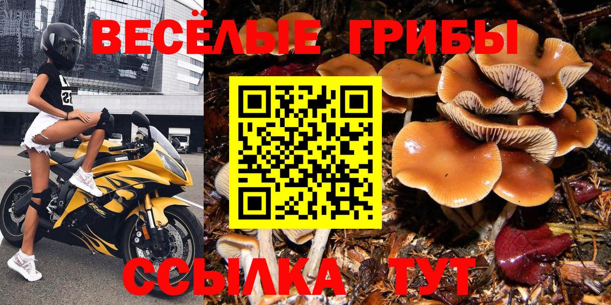 Псилоцибиновые грибы прущие грибы Старая Русса